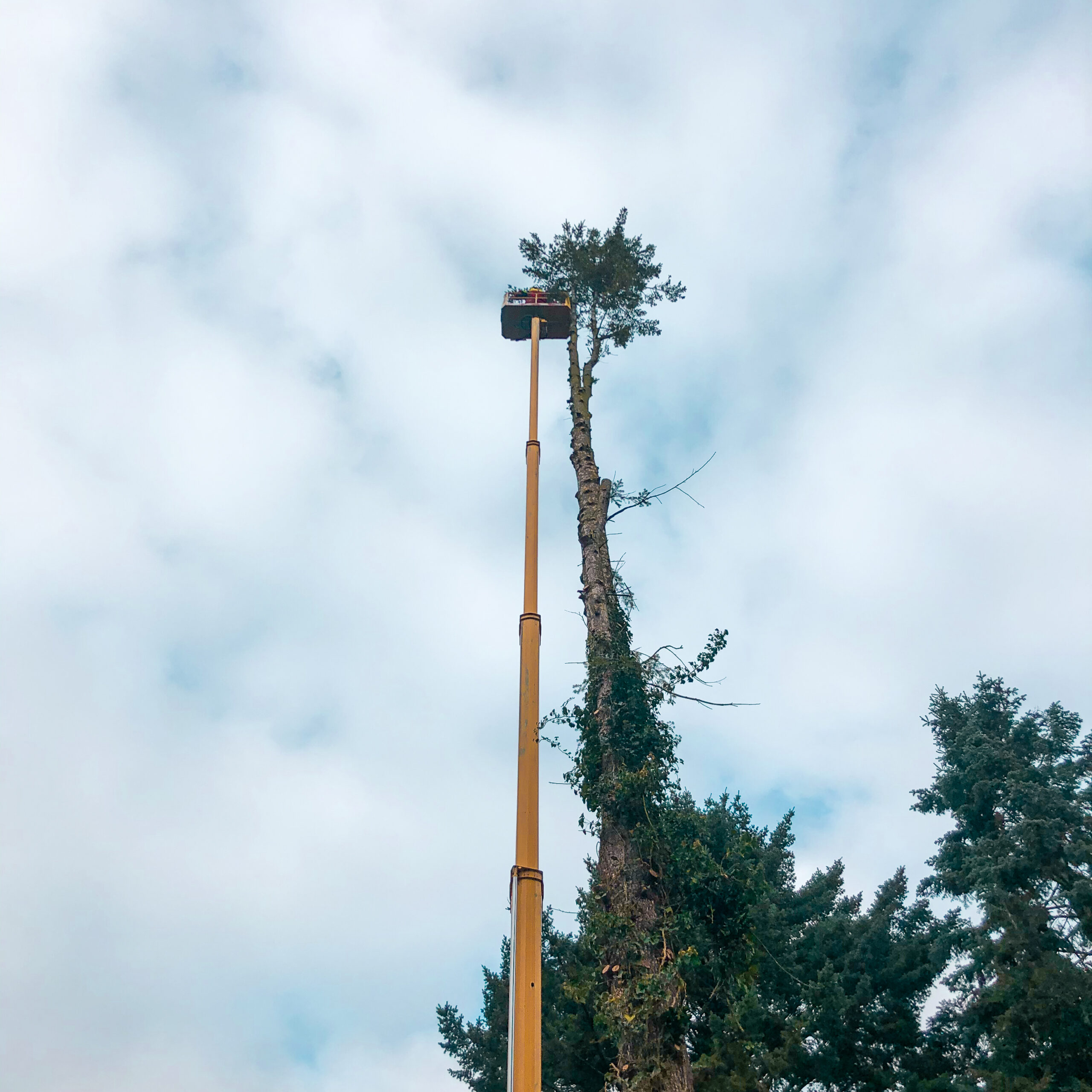 Baumarbeit SKT - Seilzugangstechnik Neugebauer